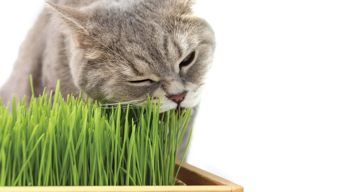 cat grass alternative for cats