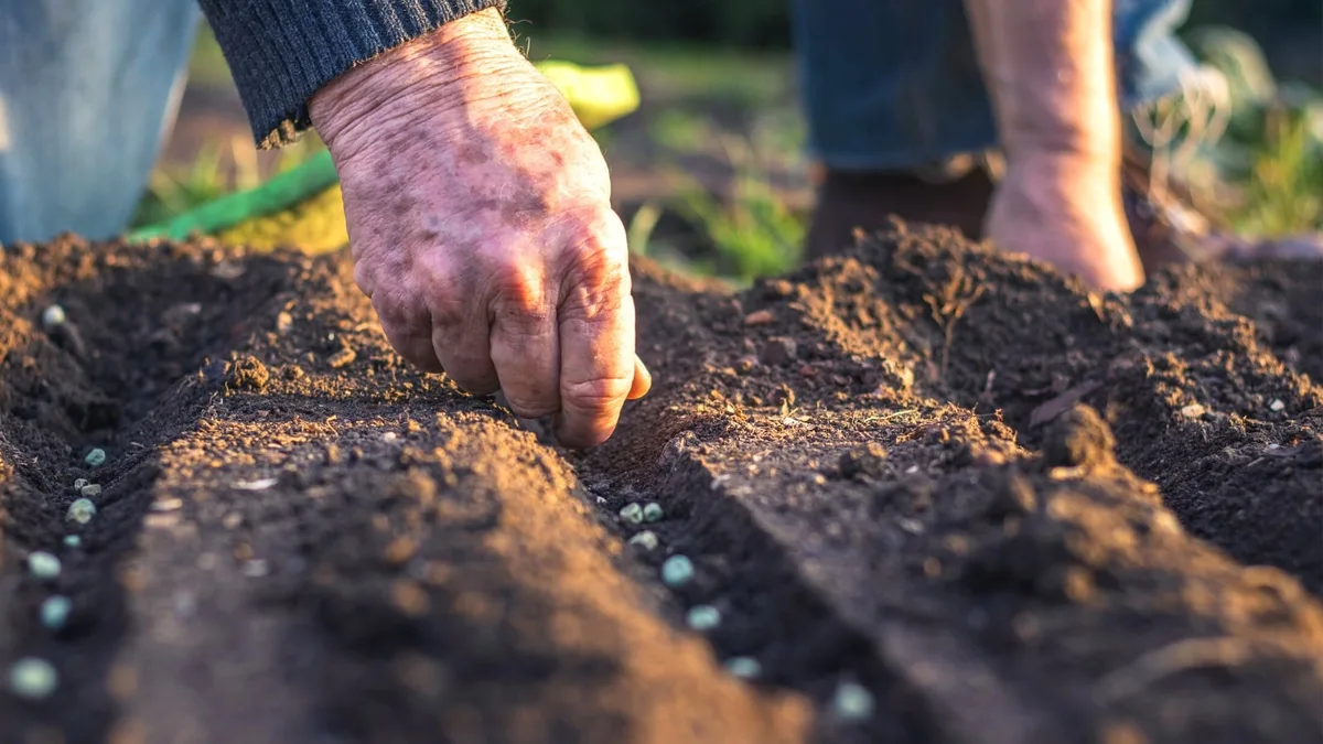 chamomile seed sowing