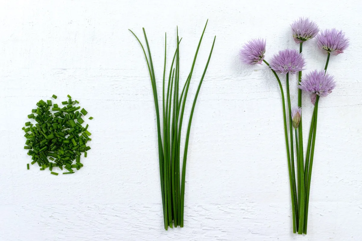 chive crown cutting height