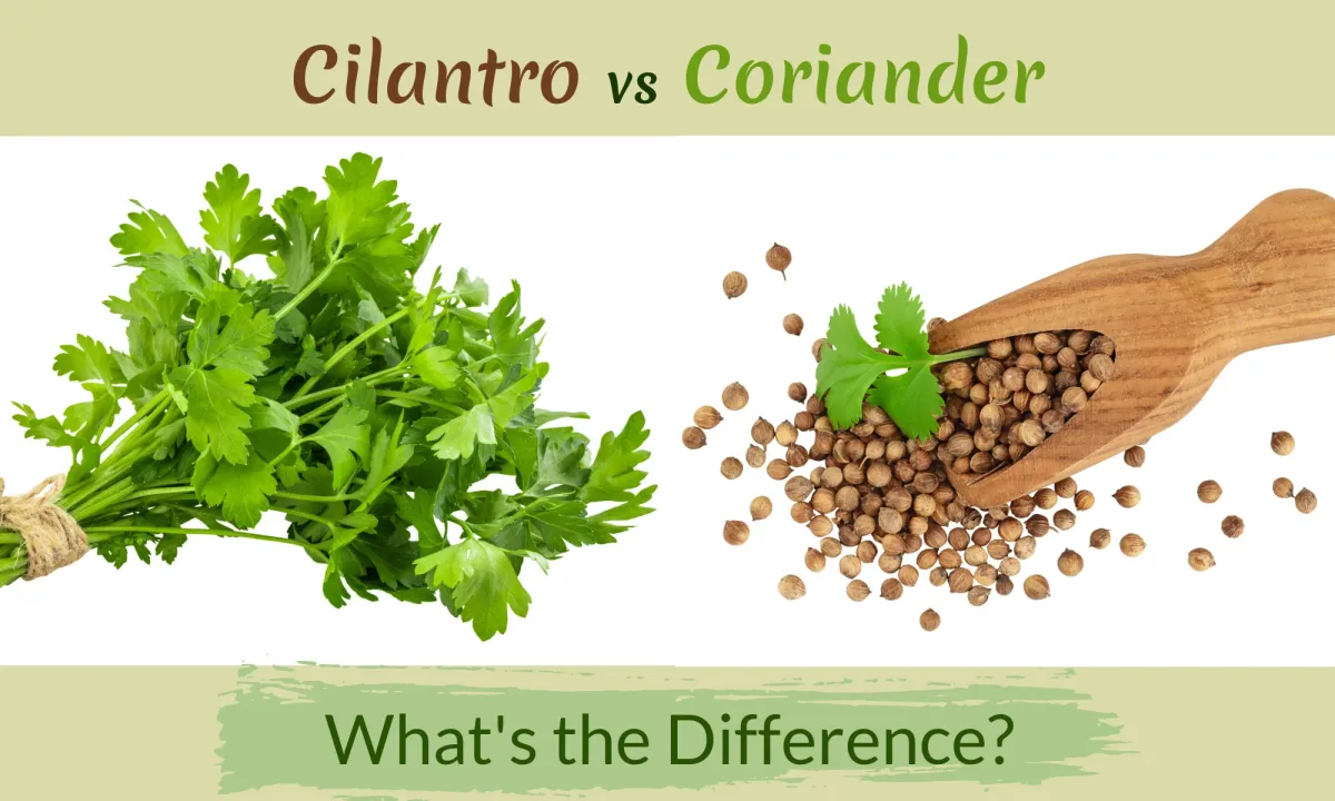 cilantro vs coriander