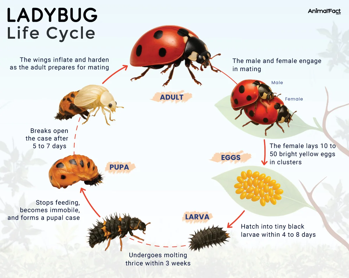 Coccinellidae life cycle