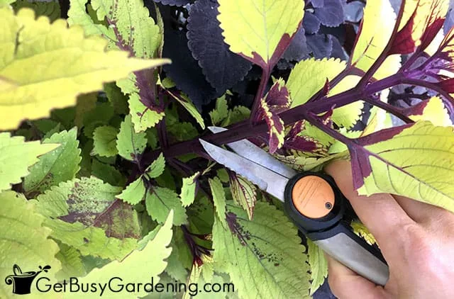 coleus stem cutting