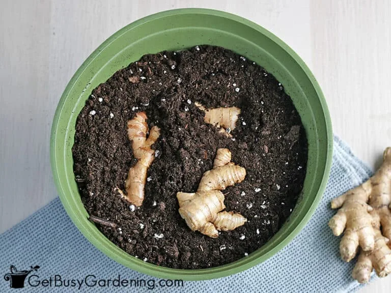 container gardening ginger