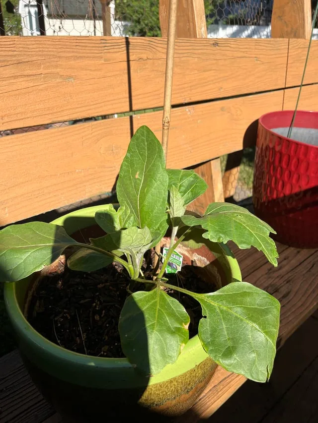 container gardening