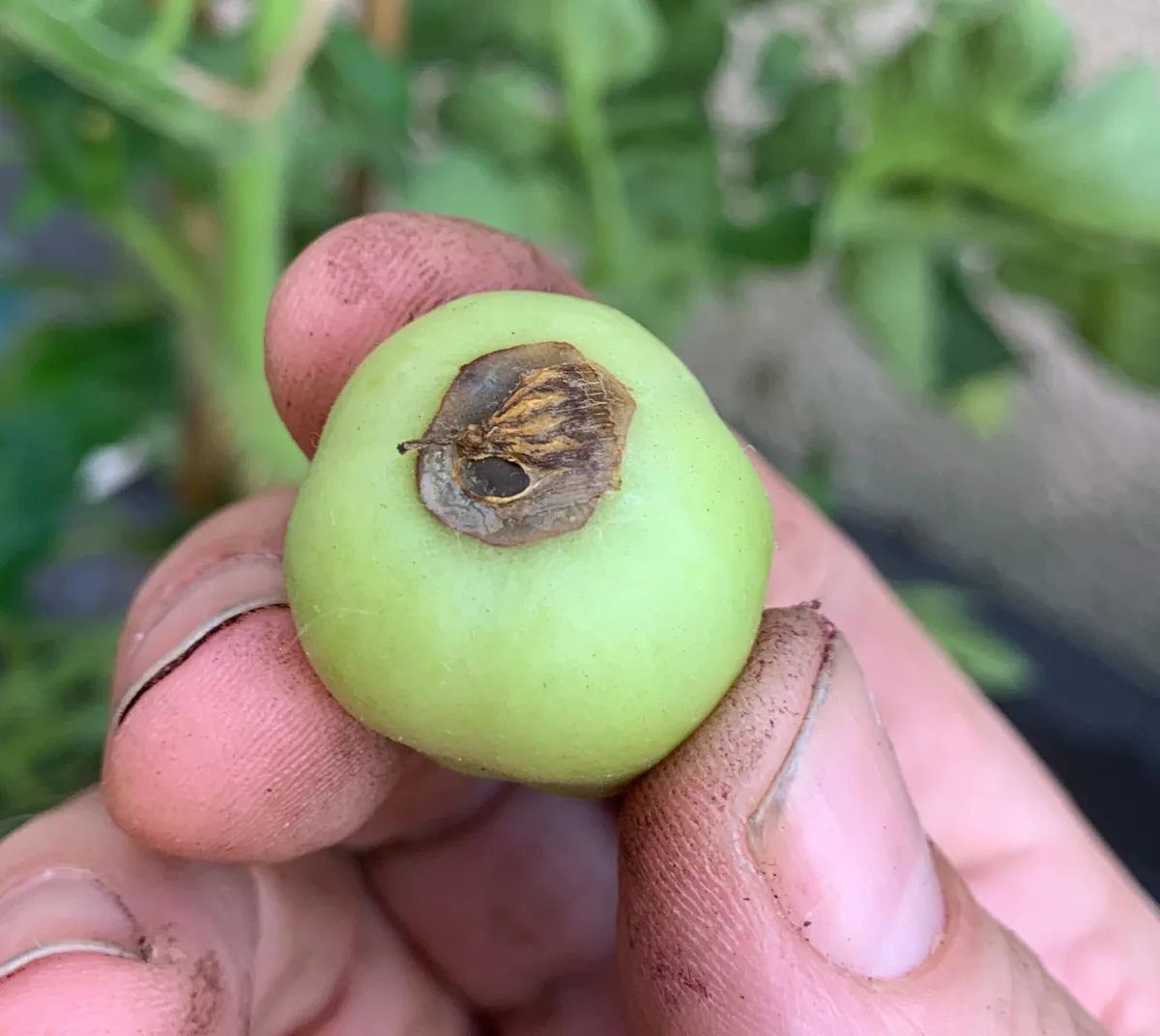 container tomato blossom end rot