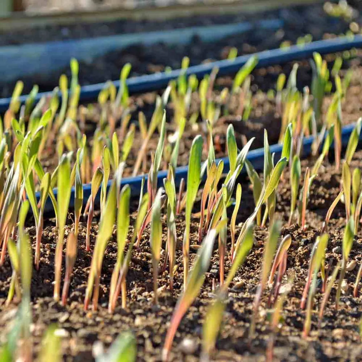 cover crops