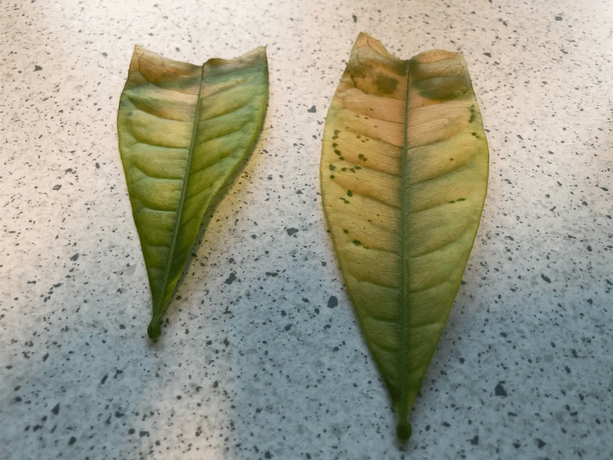 crispy money tree leaves