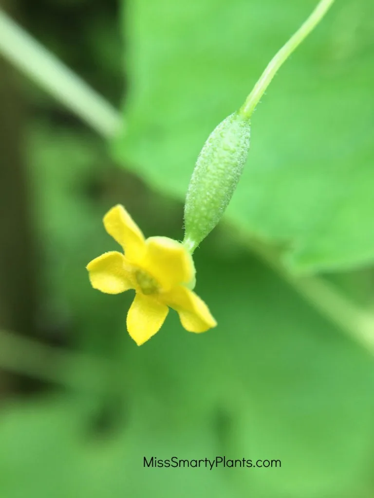 cucamelon male female flower