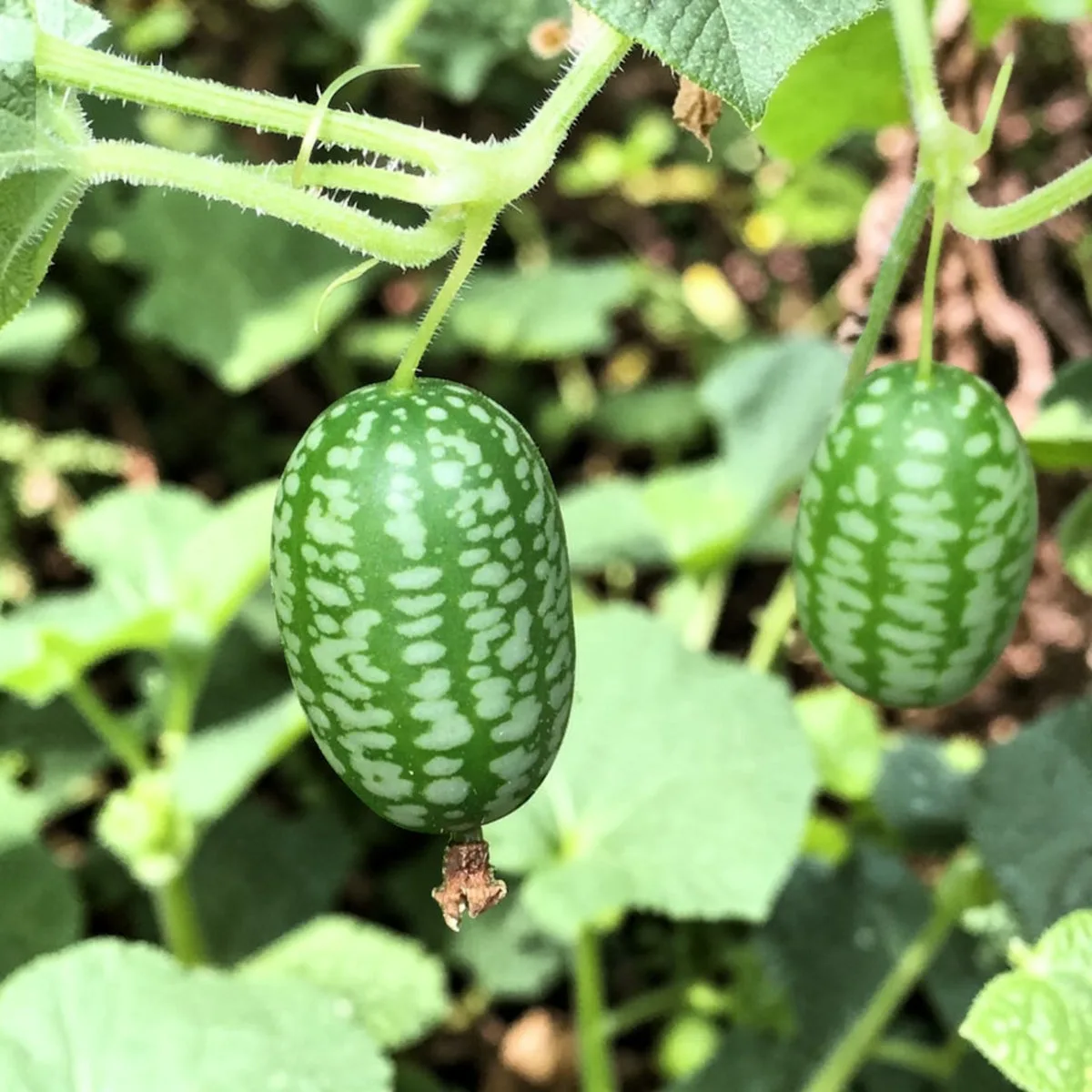 cucamelon ripe fruit on vine