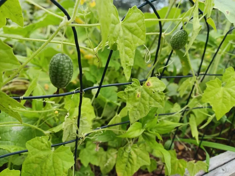 cucamelon seedling true leaves