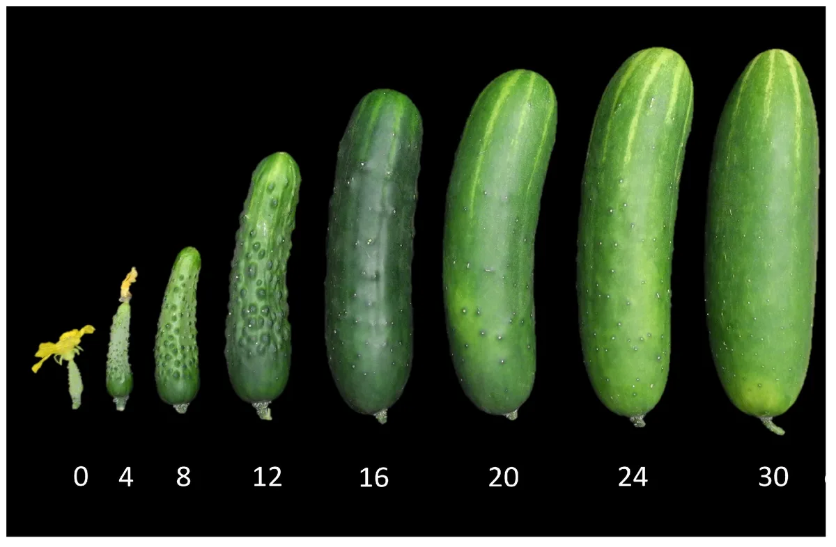 cucumber fruit