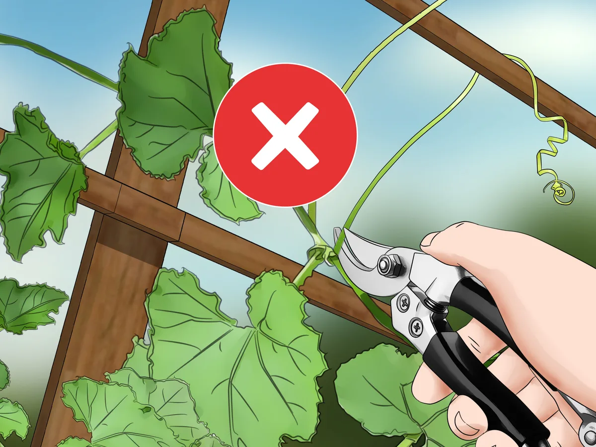 cucumber pruning