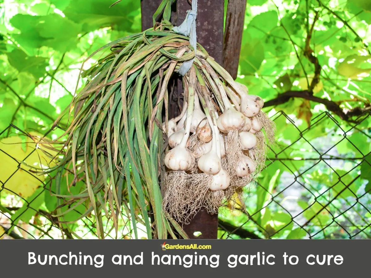 curing garlic