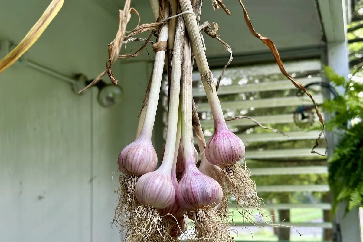 curing garlic