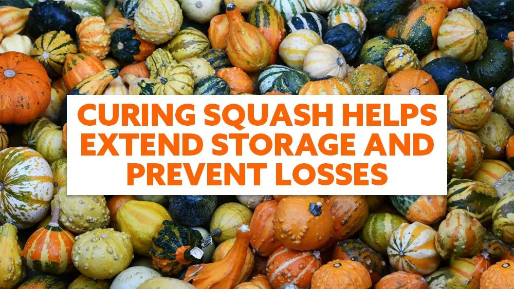 curing winter squash
