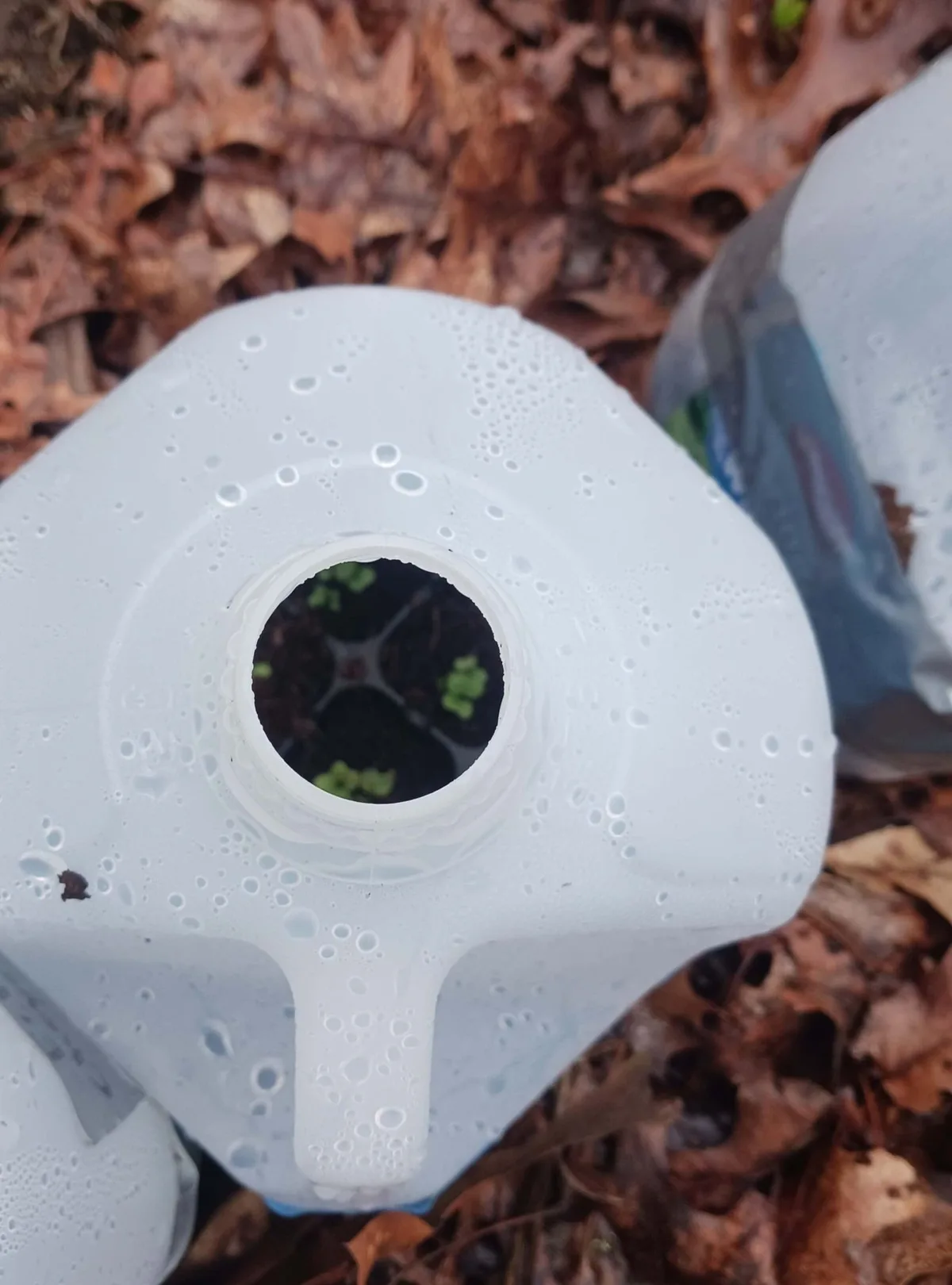 cut ventilation slits winter sowing jug
