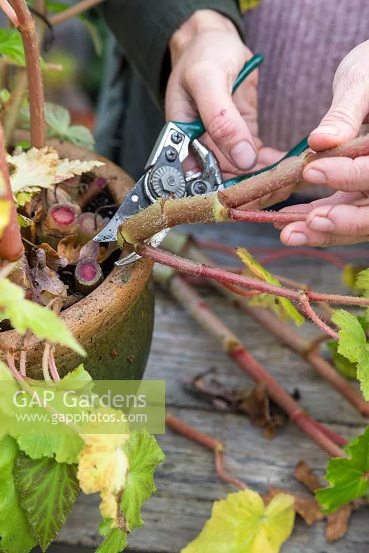 cutting back begonias