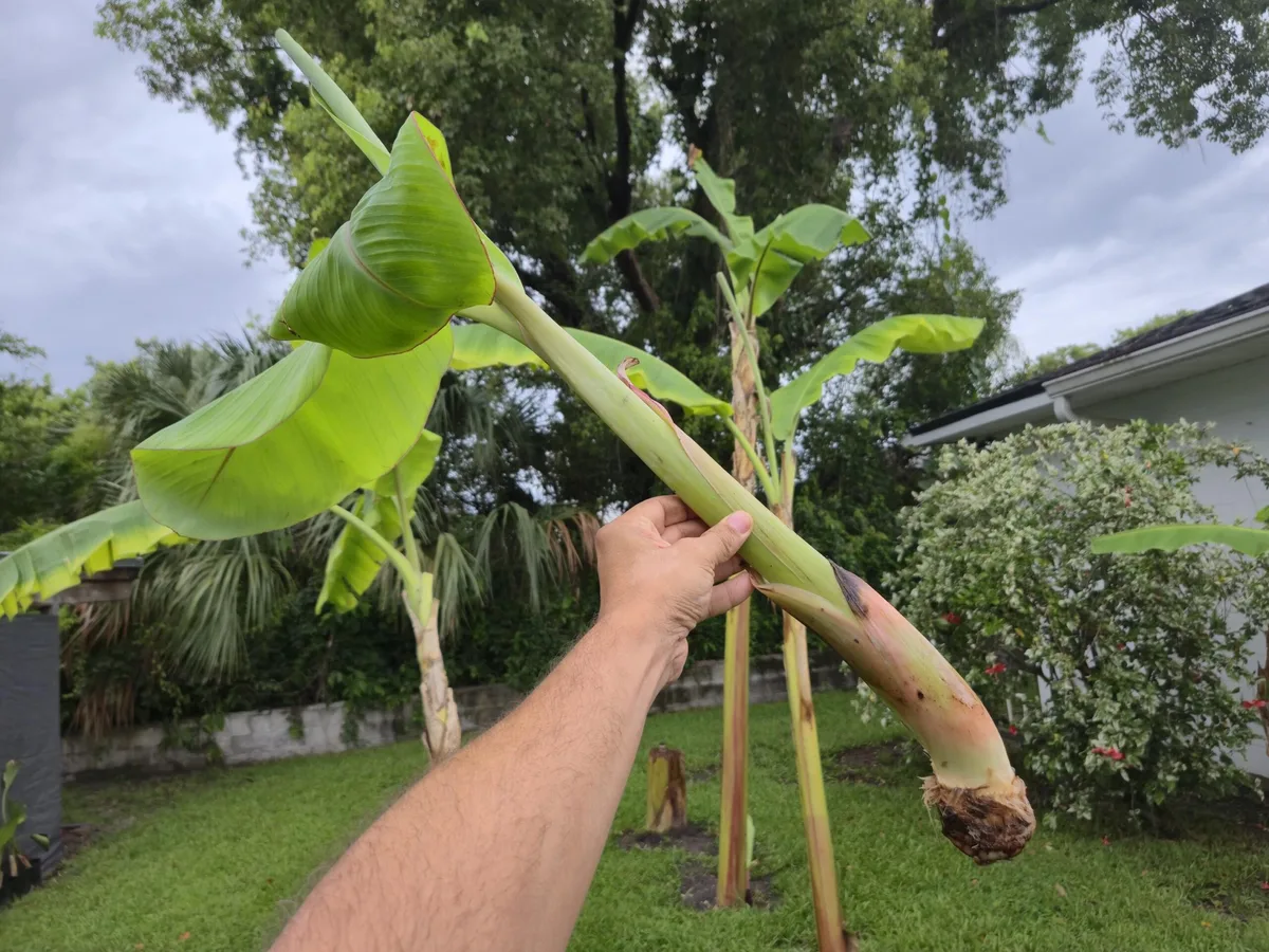 cutting banana pup from parent corm