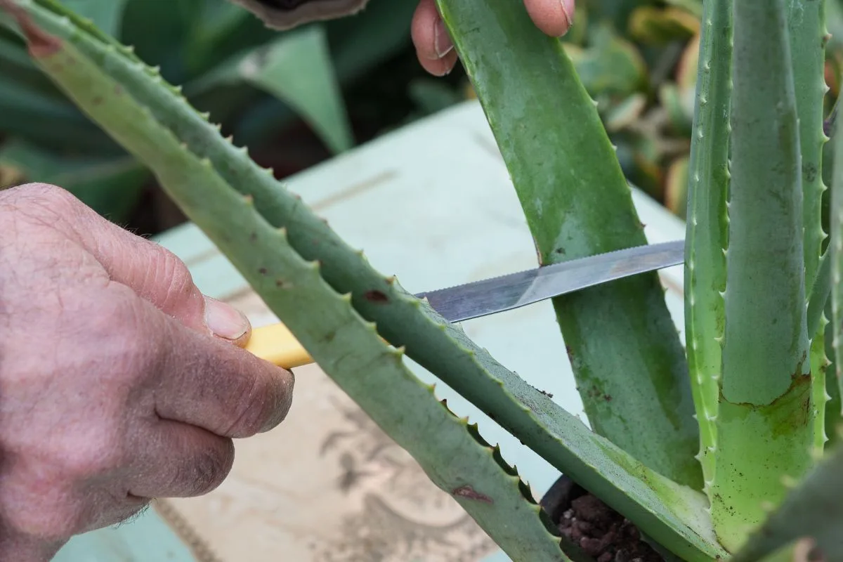 Cutting tool (sharp knife, pruning shears, scissors)