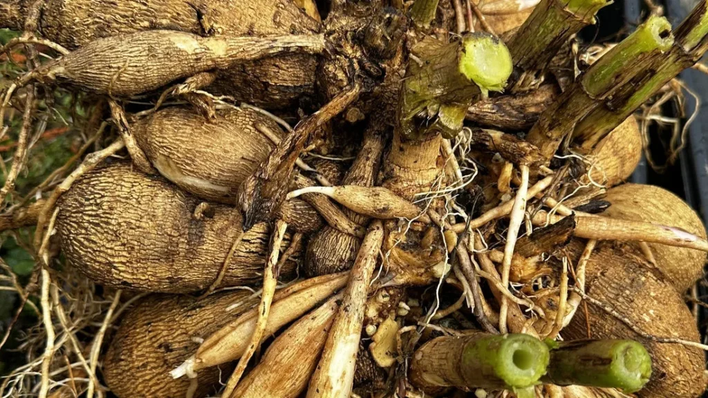 dahlia tuber clump after digging