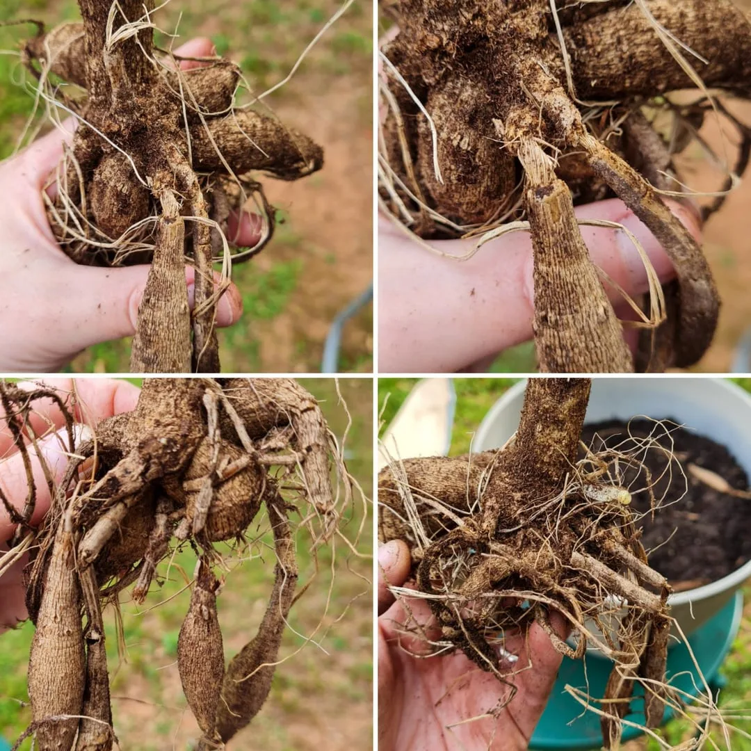 dahlia tubers curing upside down