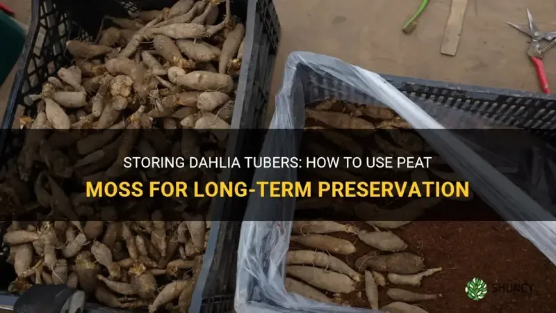 dahlia tubers in peat moss storage box