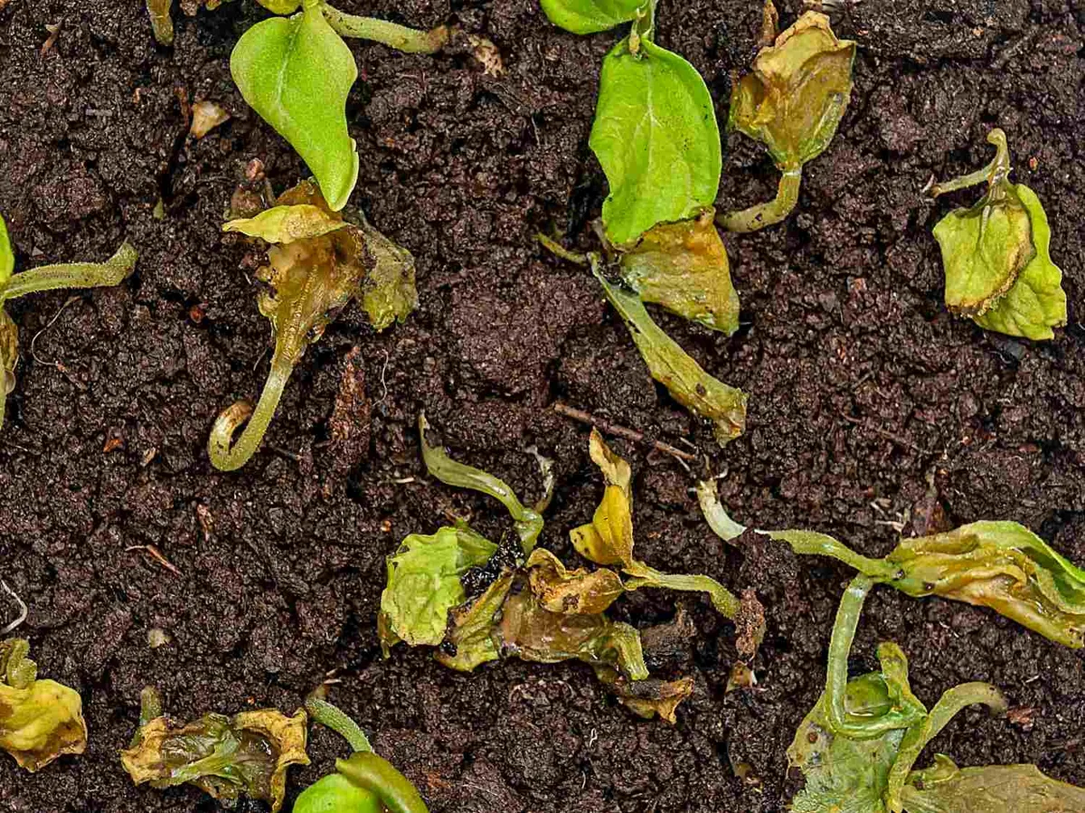 damping-off seedling