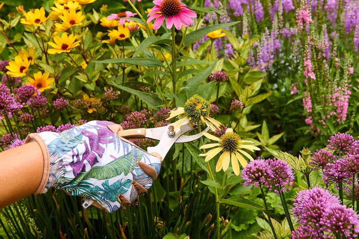 deadheading perennials