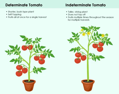 determinate vs indeterminate