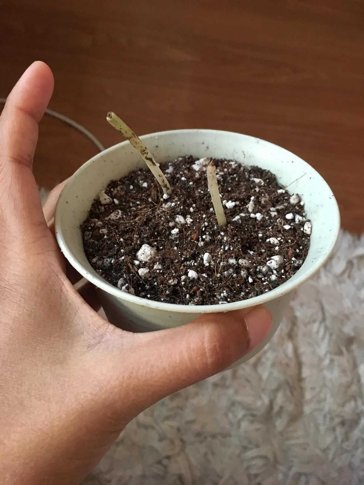 digging caladium tubers