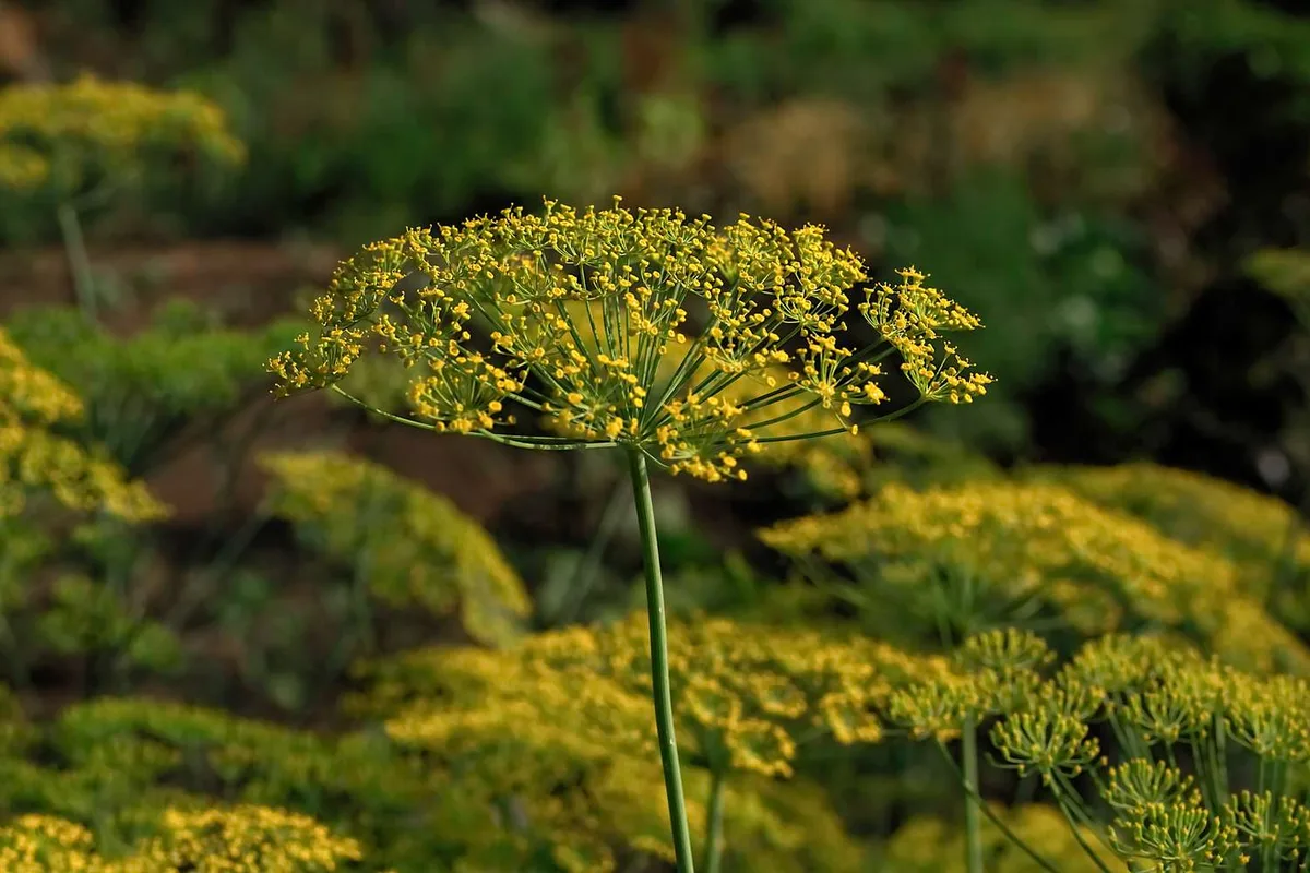 dill flower umbel bolting