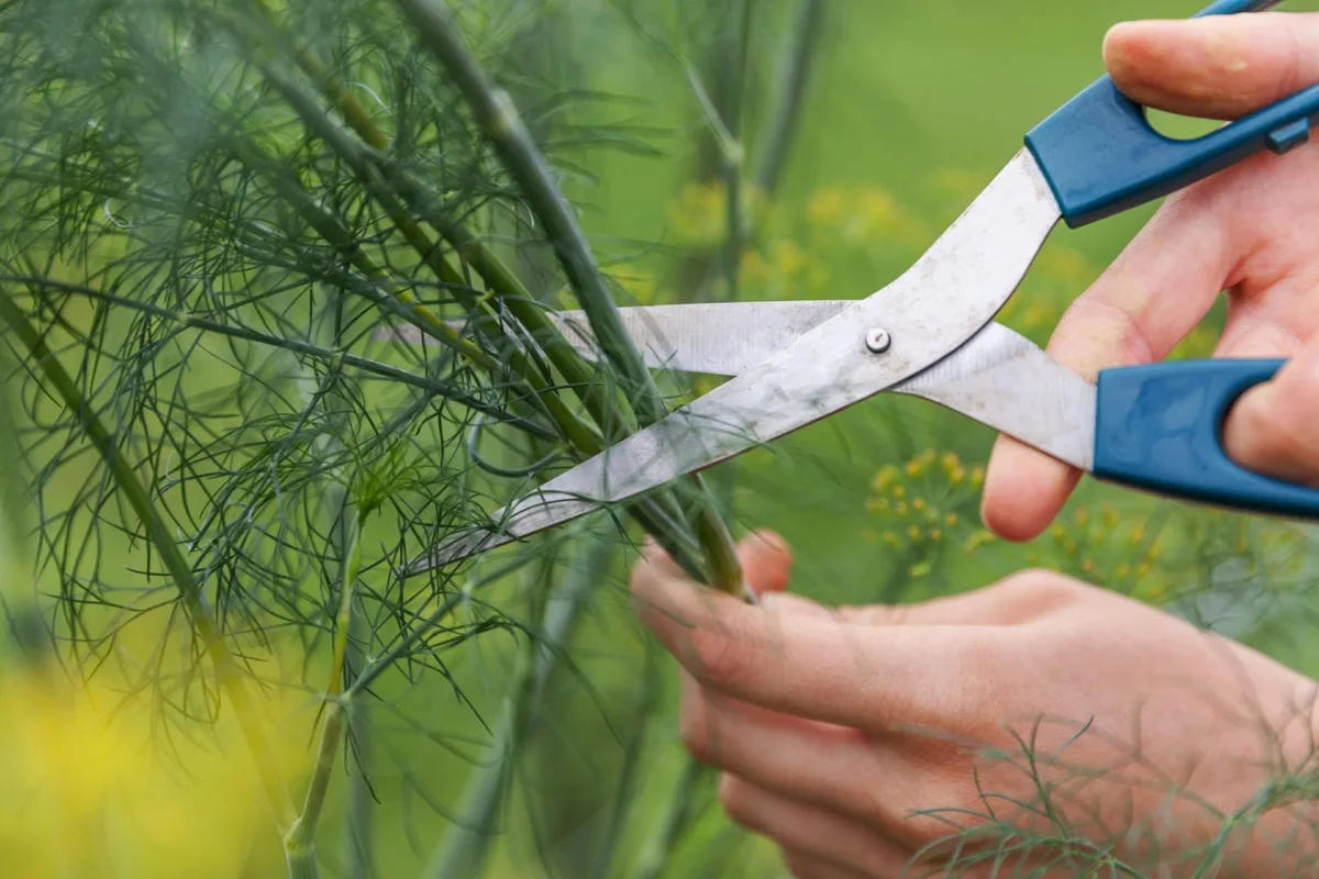 dill seedlings thinning