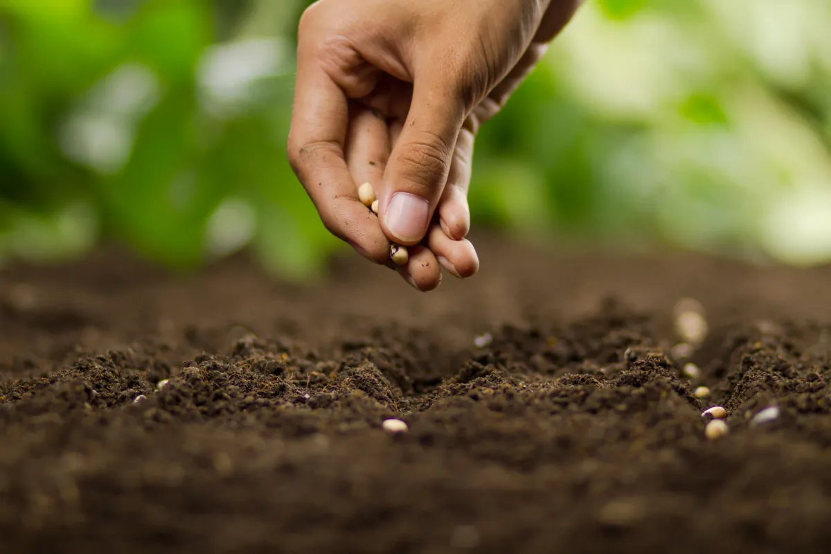 direct sowing lettuce seeds