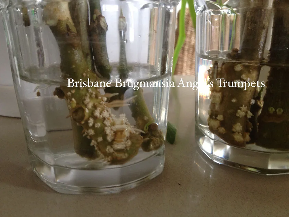 dormant brugmansia storage
