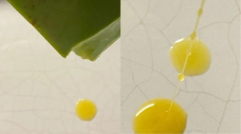 draining aloe latex