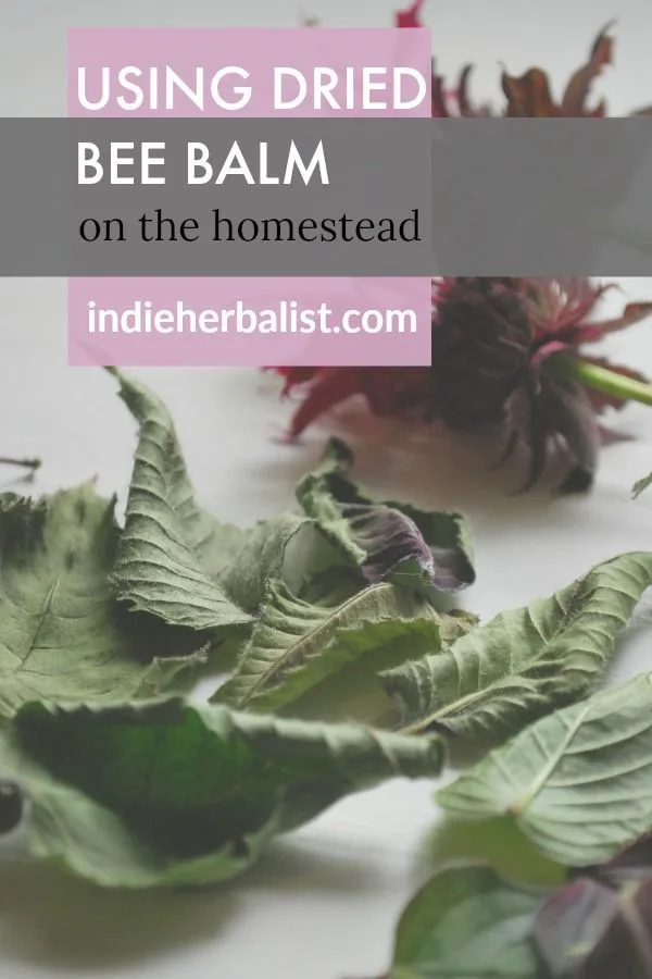 dried bee balm herb