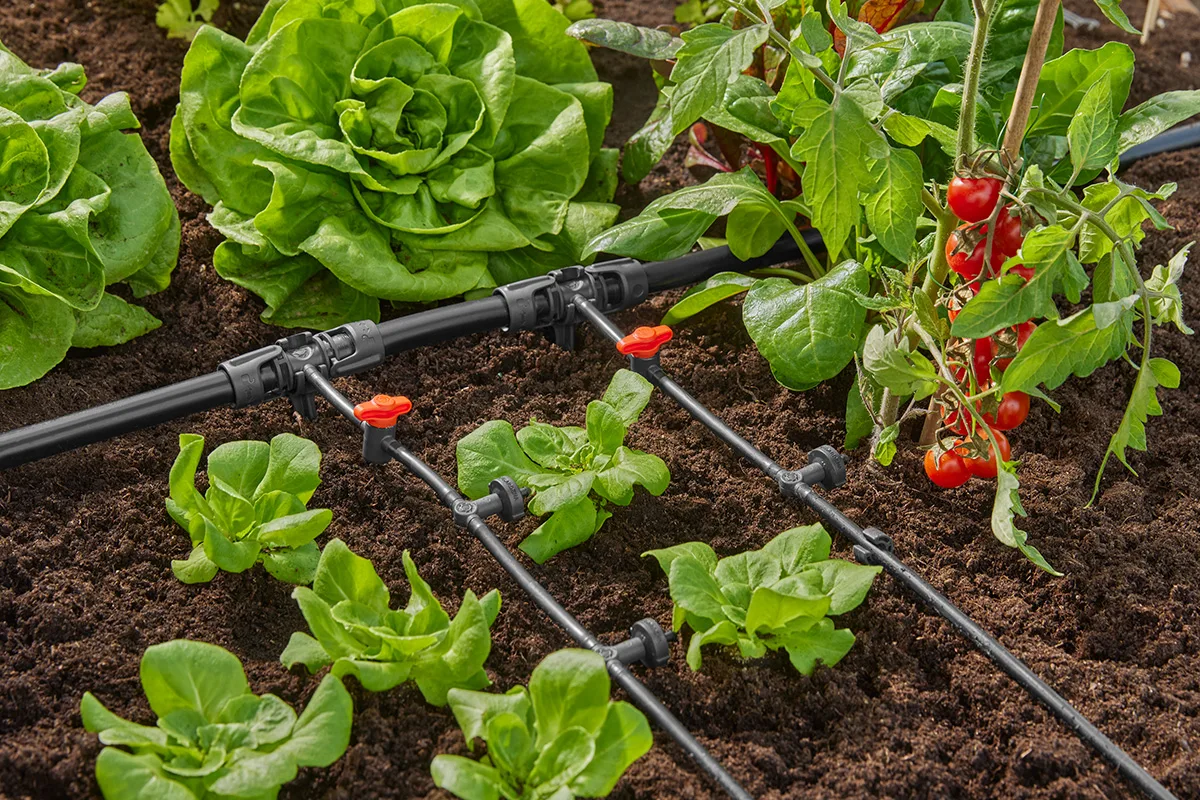 drip irrigation watering roots