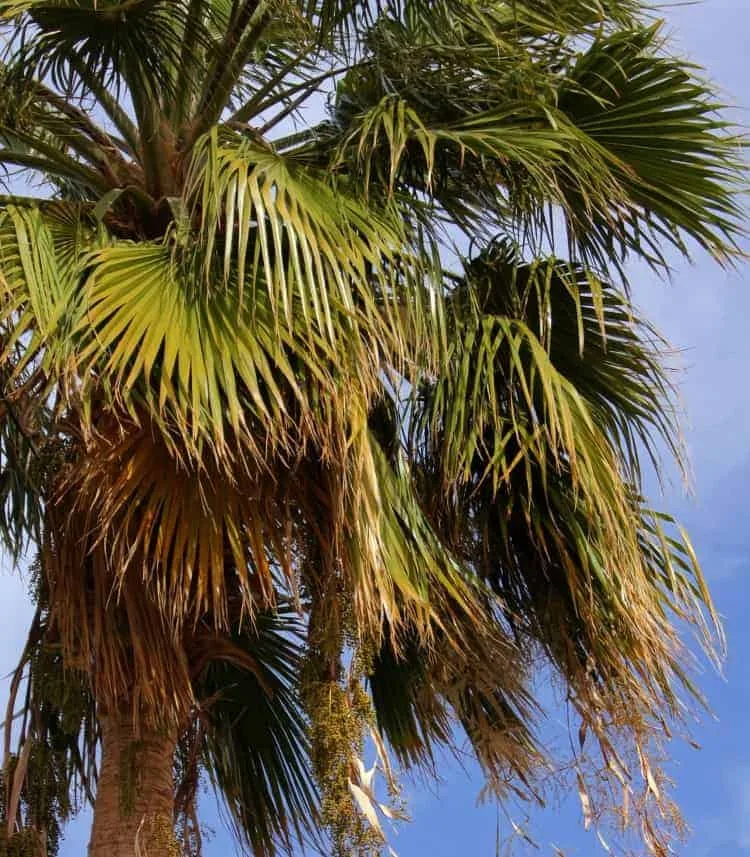 drooping palm fronds