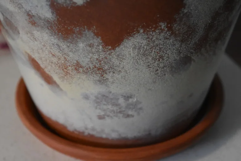 efflorescence on terracotta pot