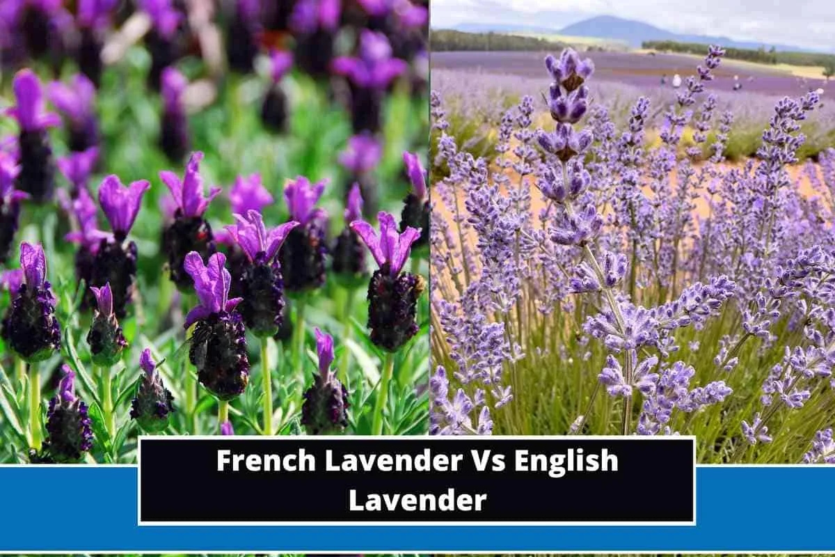 English lavender French lavender comparison