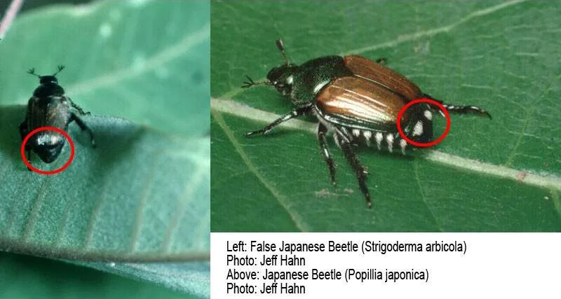false Japanese beetle