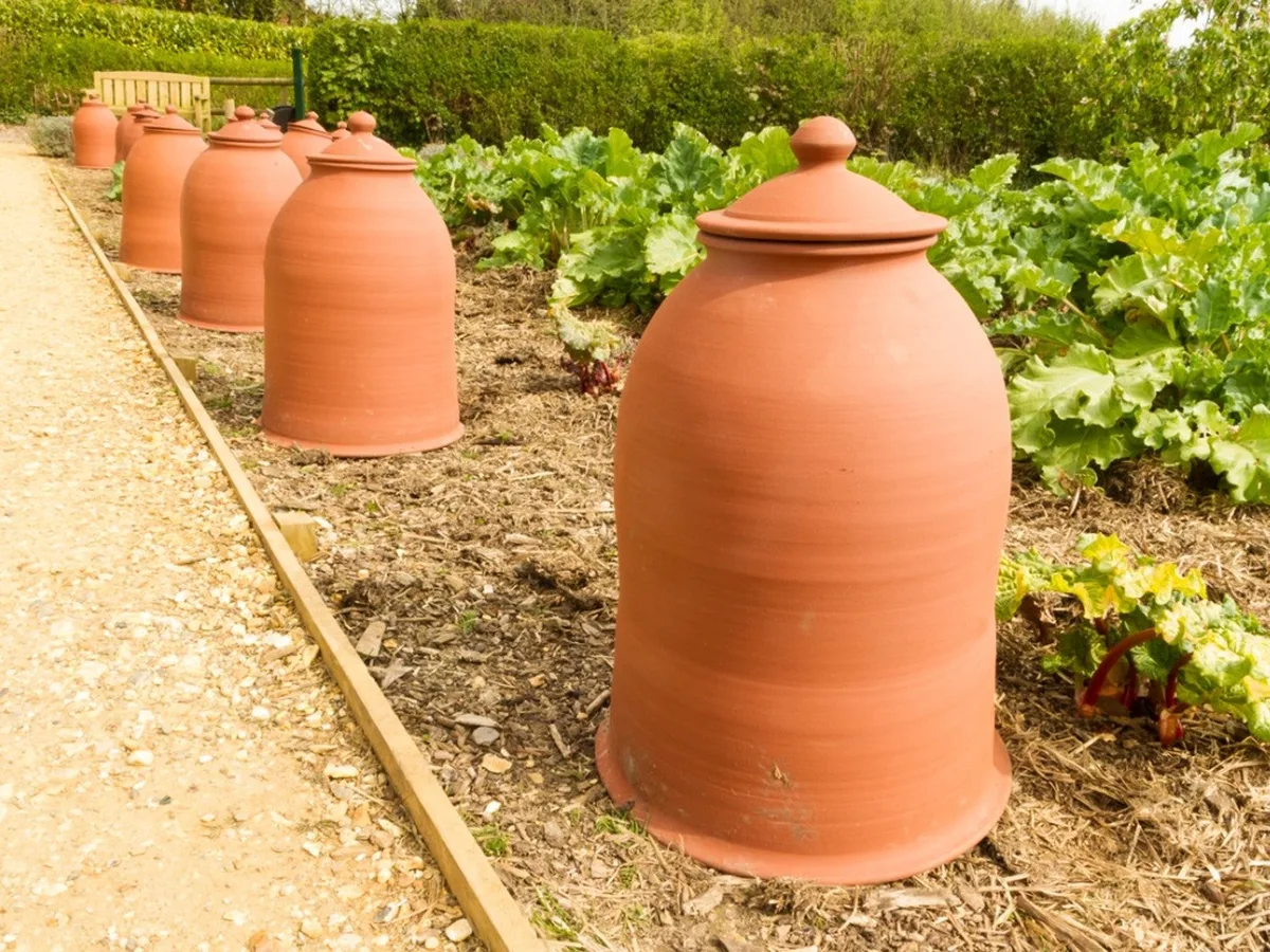 forcing rhubarb