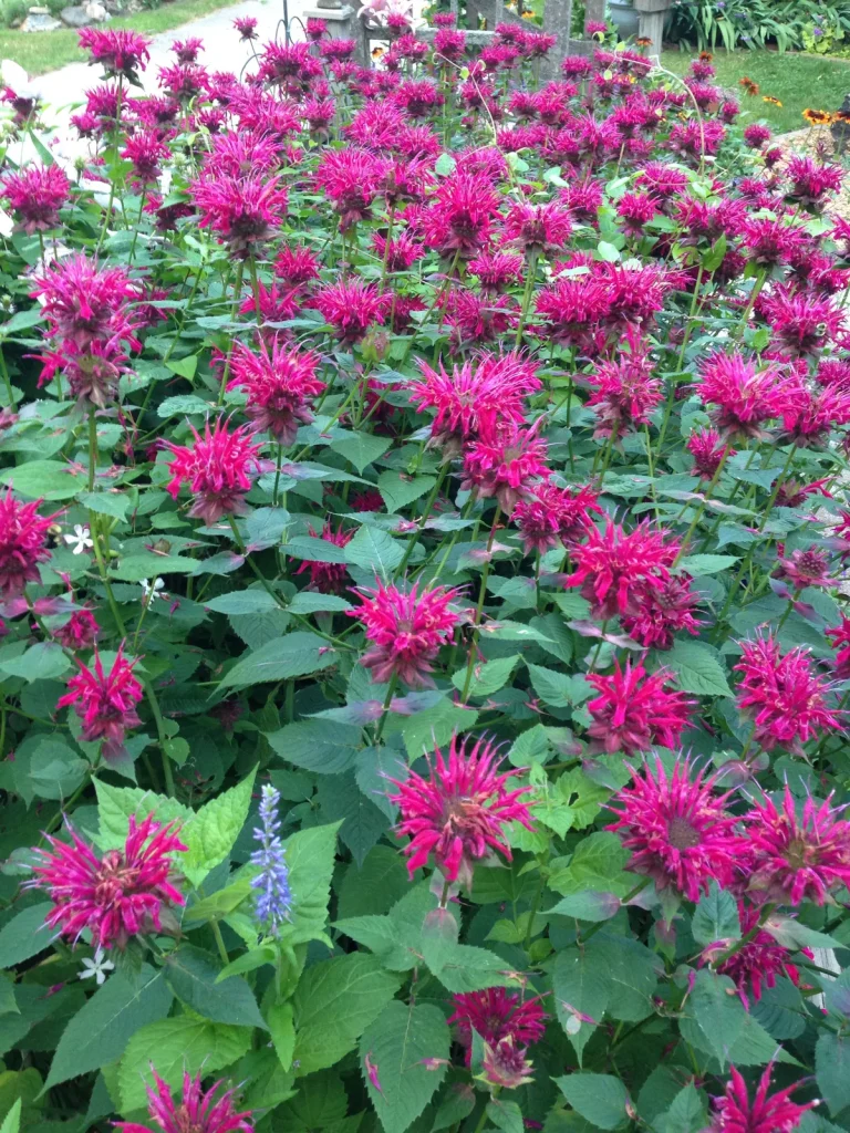 fresh bee balm leaves and flowers