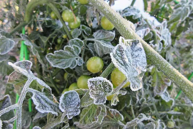 frost damage tomato plants