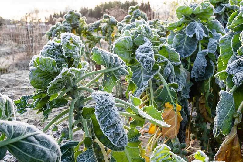 frost tolerance