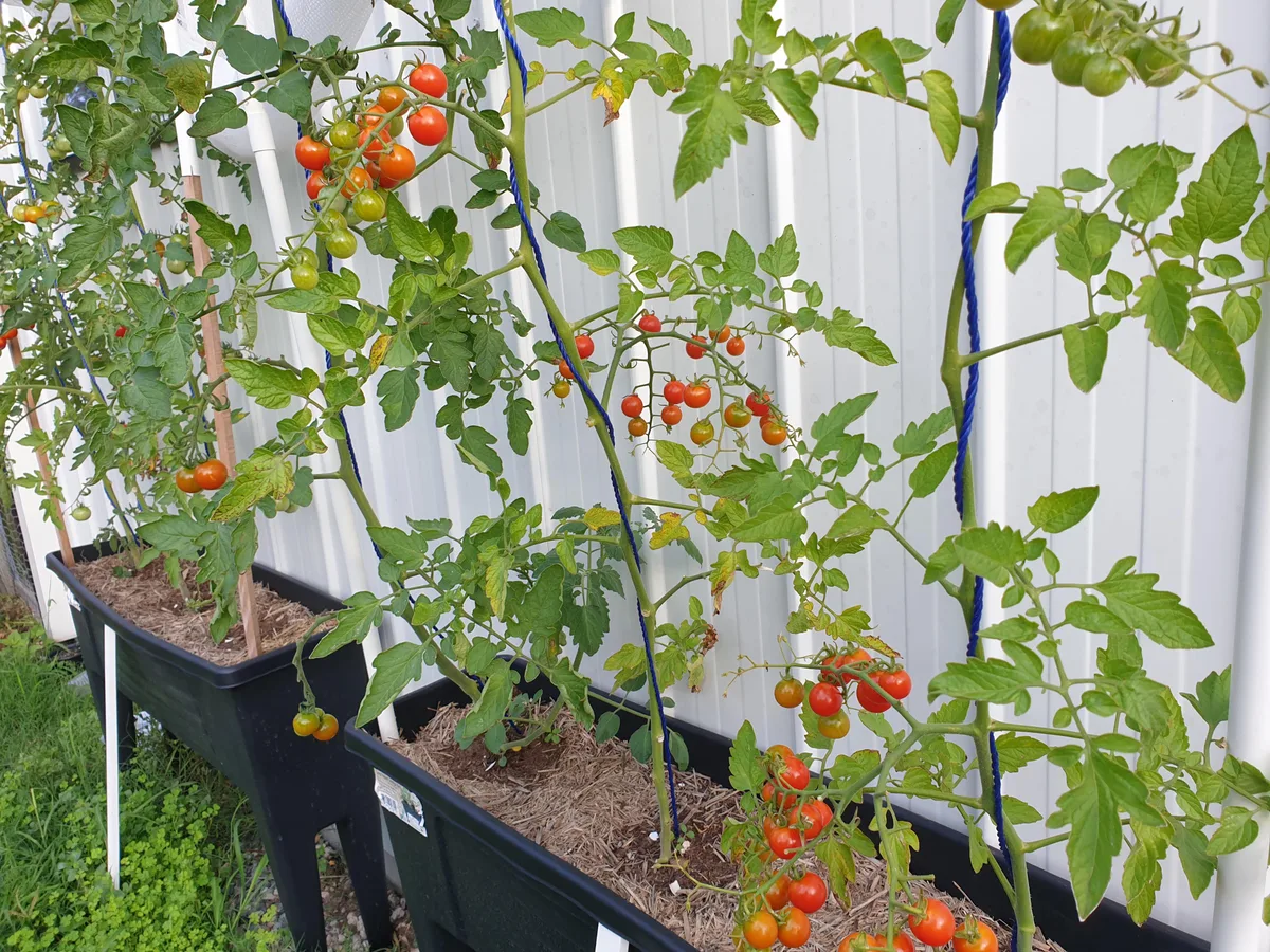 garden bed raised bed container