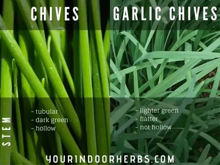 garlic chives