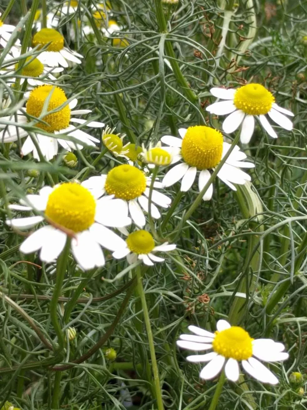 German chamomile vs Roman chamomile