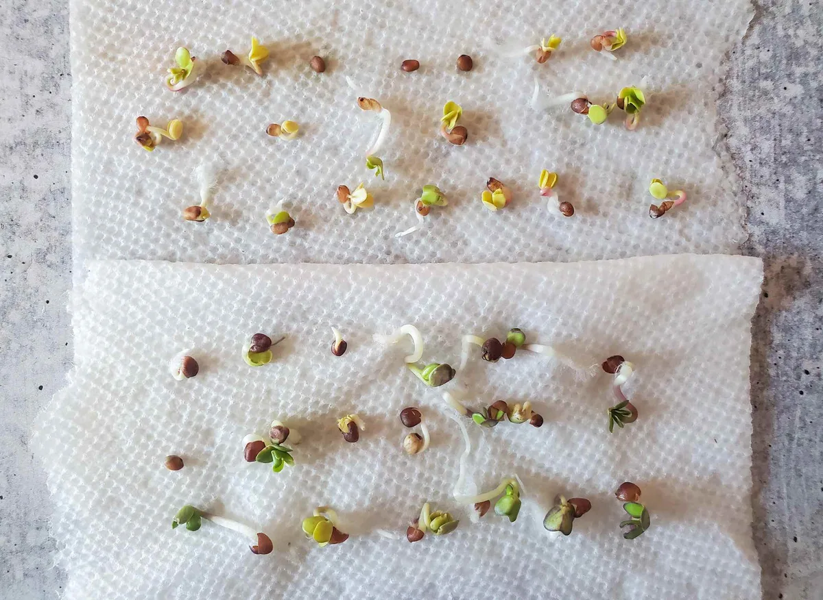 germination rate test