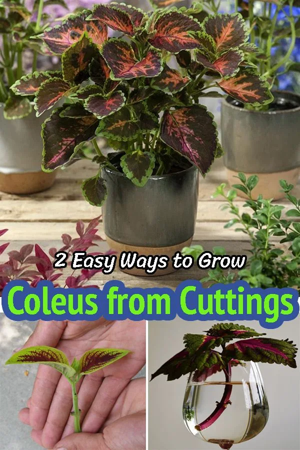 grow lights for cuttings